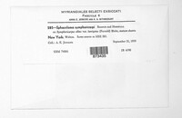 Sphaceloma symphoricarpi image